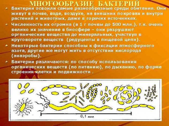 Бактерии-хемосинтетики чаще обитают в почве или нет?