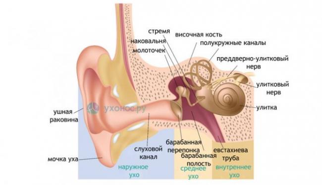 Причины и симптомы отита, как его лечить?