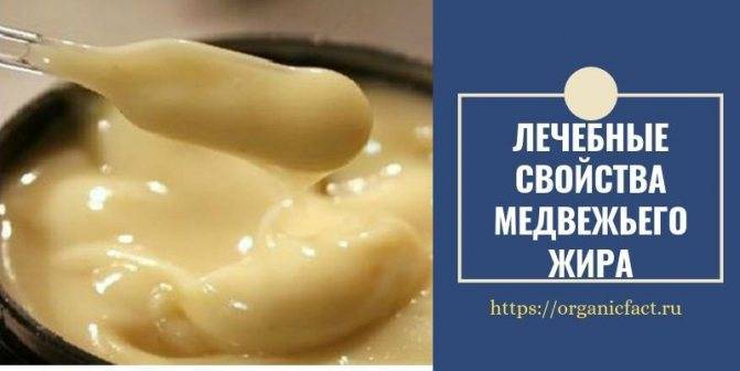 Как применять медвежий жир