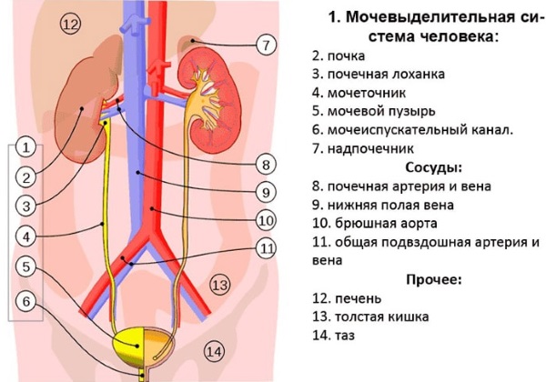 Пролит Супер Септо: инструкция по применению, цена, отзывы