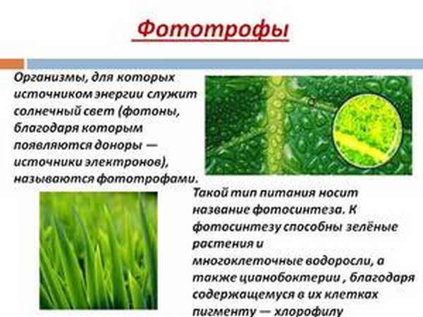 Внутриклеточные паразиты: вирусы, микробы и бактерии