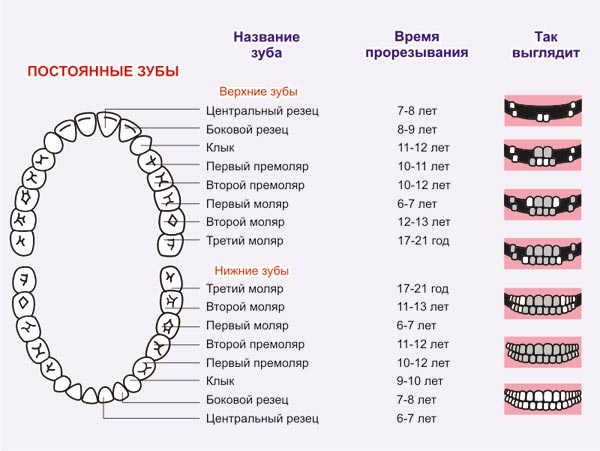 Какие зубы меняются у детей на коренные или схема выпадения молочных зубов у детей и сколько выпадает