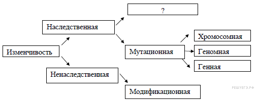 Виды мутаций