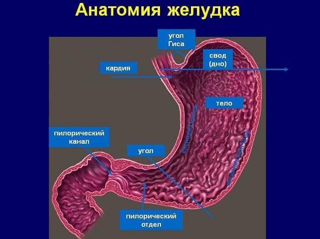 Хеликобактер пилори: лечиться или нет?