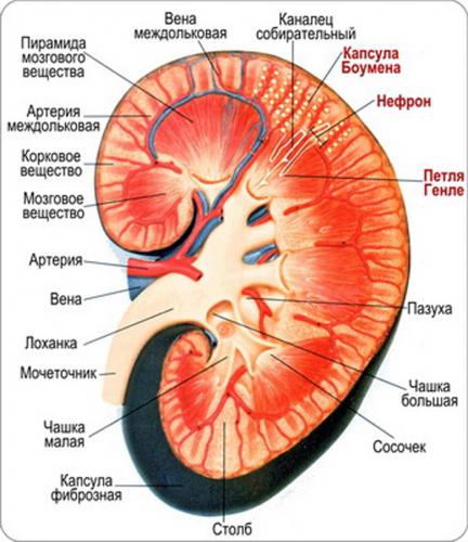Какие продукты влияют на давление: польза и вред еды | food and health