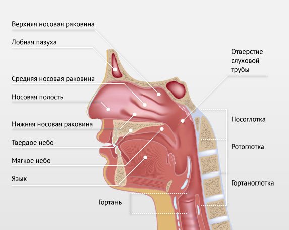 Воспаление миндалин лечение в домашних условиях