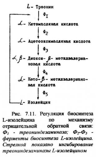 Для чего нужны ферменты бактериям, их польза и вред для человека
