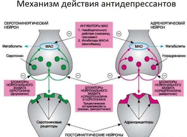 Тразодон
