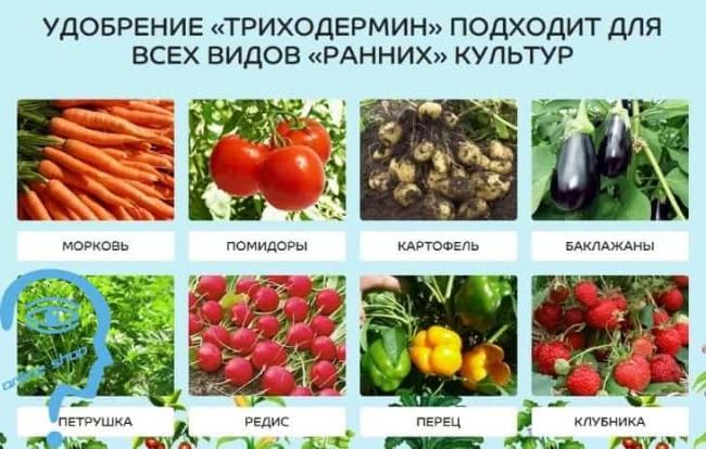 Триходермин инструкция по применению отзывы когда обрабатывать