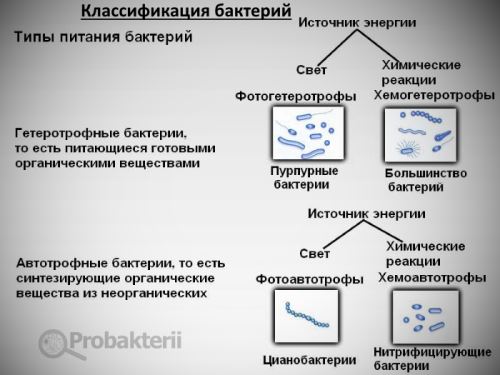 Как и чем питаются различные бактерии