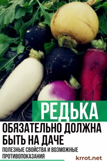 Черная редька с медом от кашля — рецепт приготовления, дозировка и противопоказания