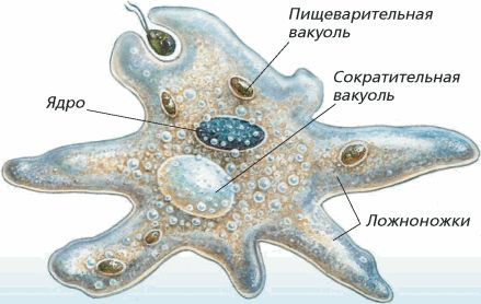 Глава 2. медицинская протозоология