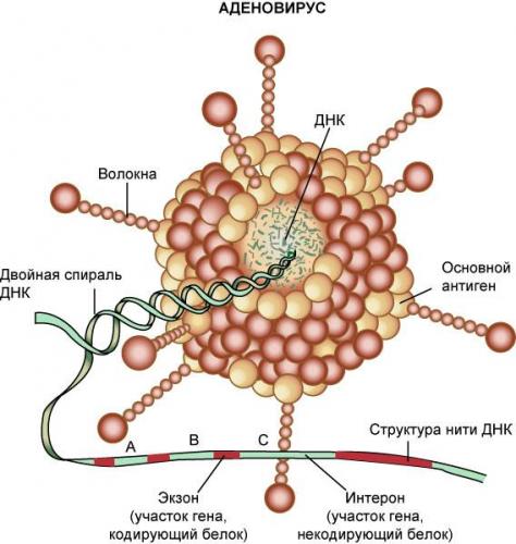 Аденовирусная инфекция у детей: симптомы, лечение и профилактика