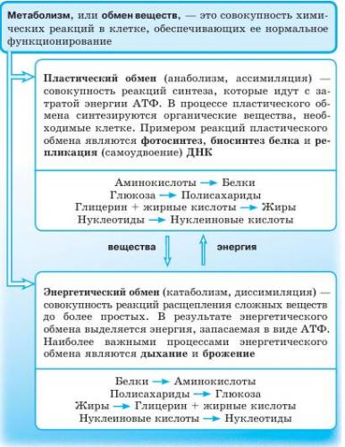 Сайт учителей биологии мбоу лицей № 2 города воронежа - обмен веществ