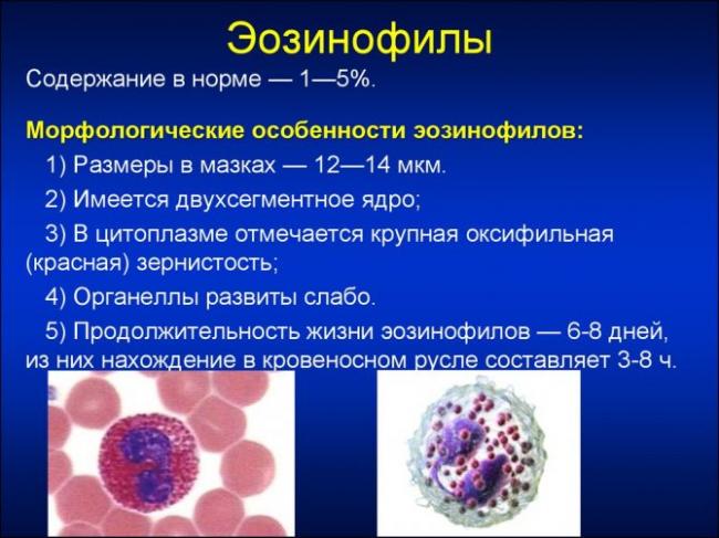 Эозинофилы в крови: какова норма и в чем причины отклонений