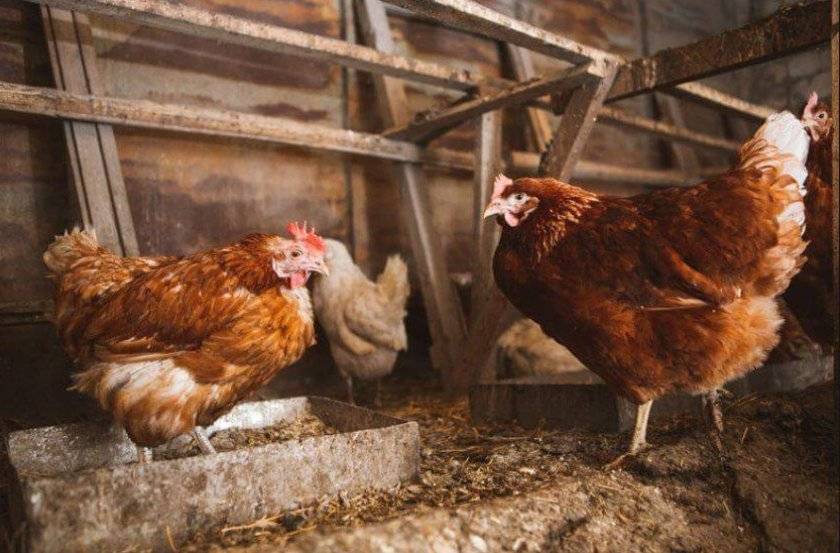 Чем засыпать пол в птичнике? подстилки для курятника: с бактериями и из других материалов