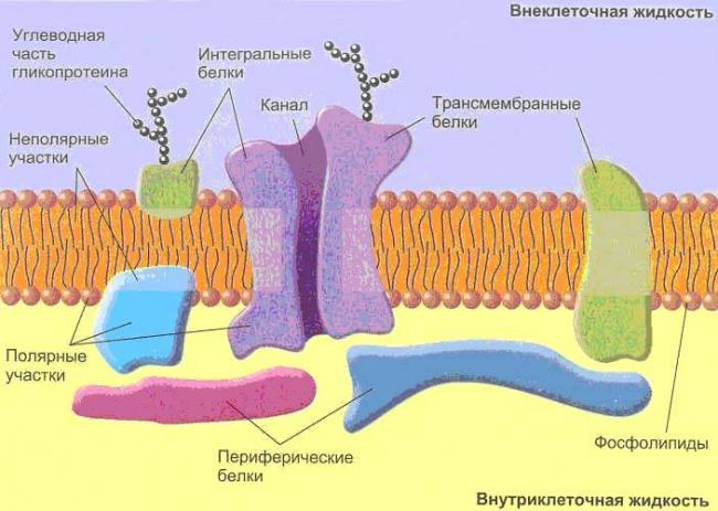 Строение клеток прокариот и эукариот