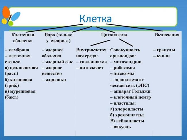 Чего не имеет бактериальная клетка