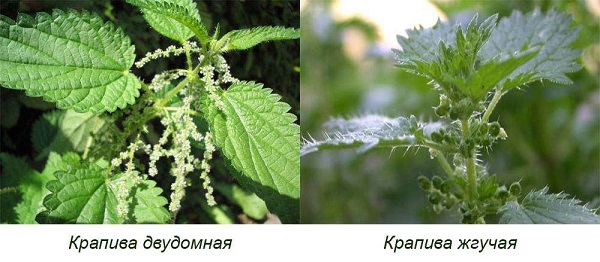Крапива — что это