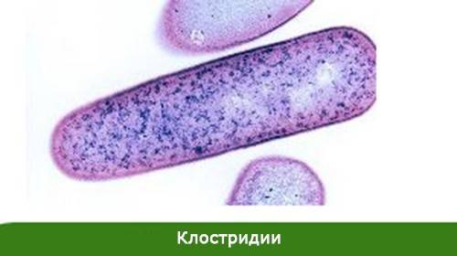 Йодофильная флора