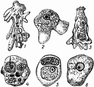 Глава 2. медицинская протозоология