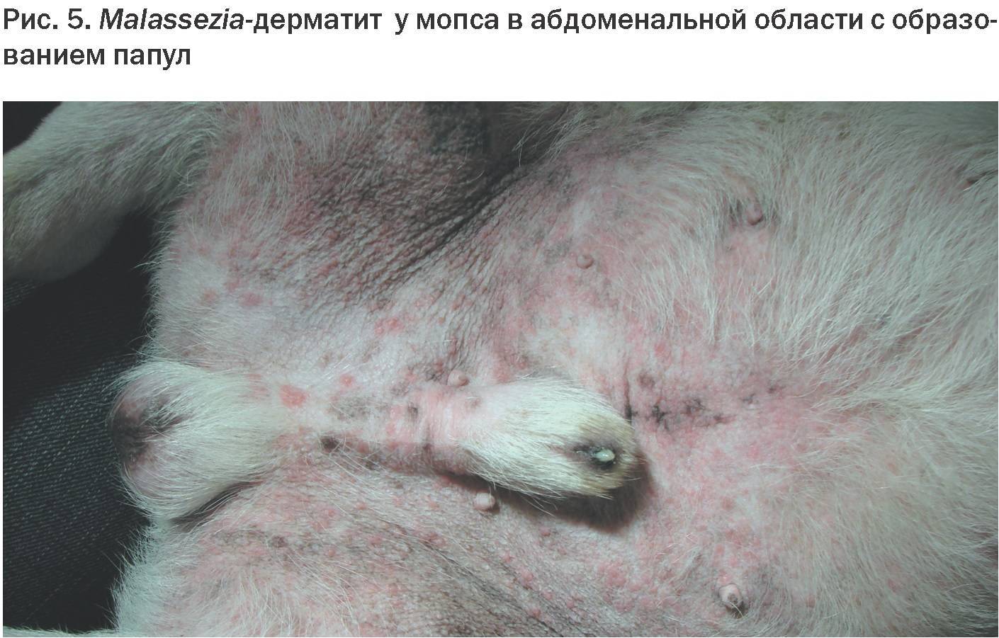Малассезия у собаки