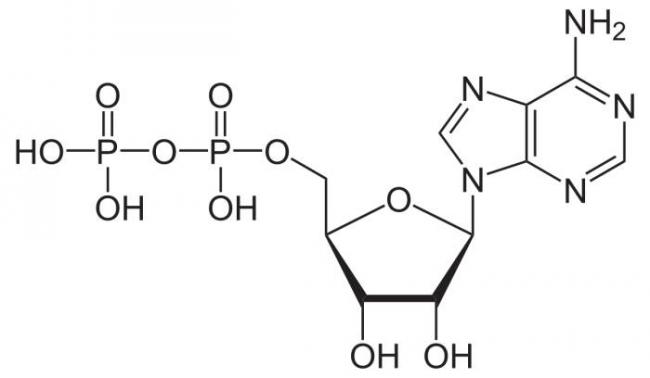 Аденозинтрифосфат - adenosine triphosphate - qwe.wiki