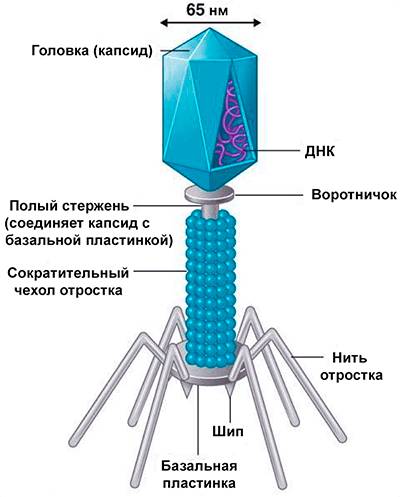 E. coli (кишечная палочка): чем она опасна?