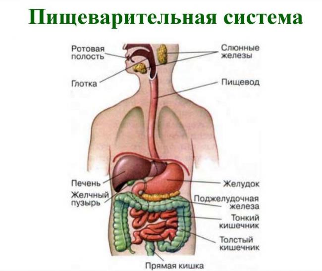 О пользе и вреде вегетарианства на основе личного опыта