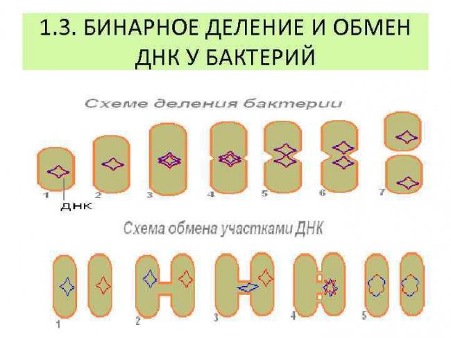 В чем заключается особенность роста и размножения бактериальных клеток