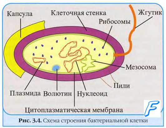 Ультраструктура бактериальной клетки
