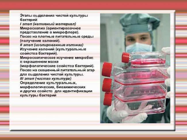 Главные принципы и особенности посева бактерий