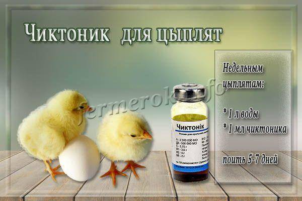 Препарат Чиктоник
