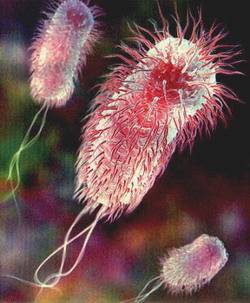 К каким последствиям в организме приводит появление кишечной палочки e. coli в моче