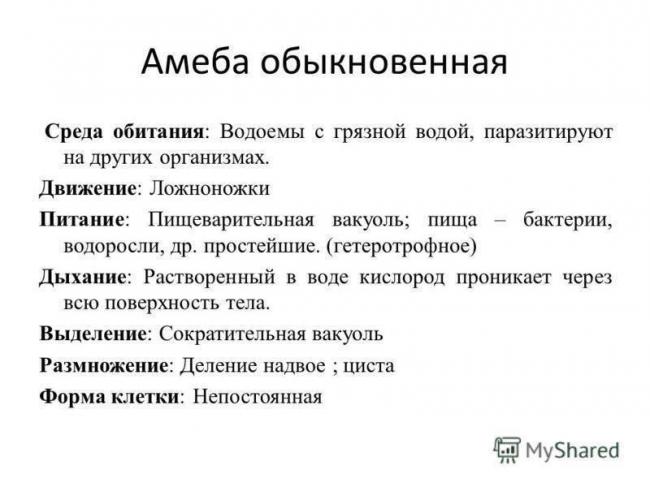 Эвглена зеленая