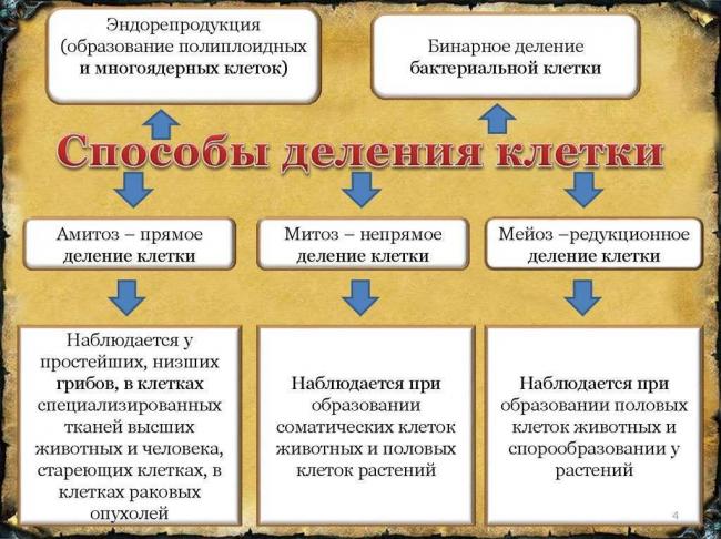 Размножаются бактерии путем деления и делают это очень быстро