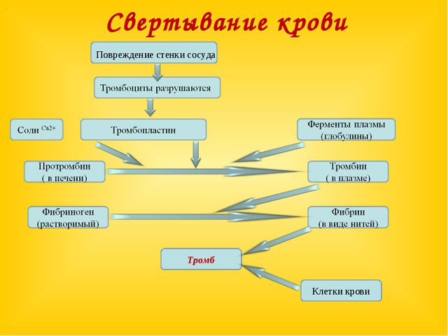 Назначение тромбоцитов в крови