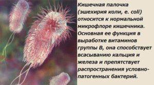 Микрофлора кишечника: кишечная палочка, бифидобактерии, лактобактерии… фото