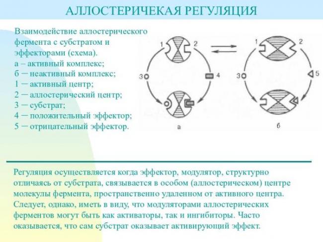 Для чего нужны ферменты бактериям, их польза и вред для человека