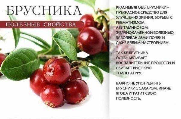 Можно ли пить бруснивер при камнях в почках