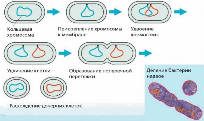 Наши соперники и помощники, или особенности существования бактерий