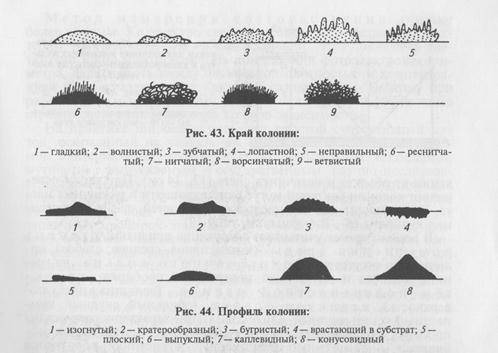 Лучшие продукты для здоровой микрофлоры кишечника