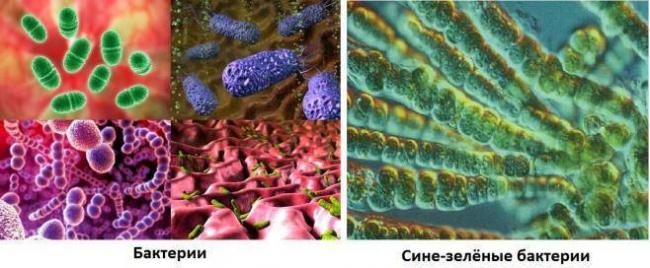 Прокариоты и эукариоты — что это такое | ktonanovenkogo.ru