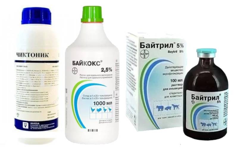 Препарат Чиктоник
