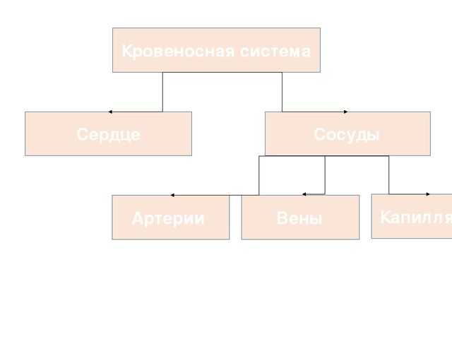 Кровеносный сосуд - blood vessel