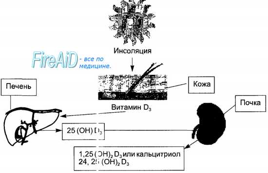 Гормоны кальциевого обмена