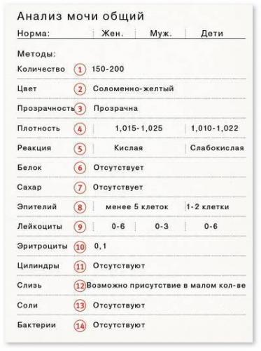 Нашли бактерии моче( - запись пользователя //tanyam// (hochy_baby) в сообществе здоровье будущей мамы и малыша в категории анализы, инфекции - babyblog.ru
