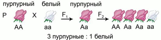 Изменчивость