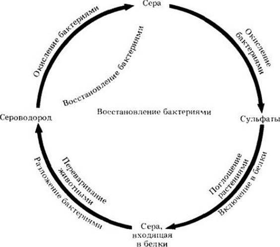 Хемосинтез – уникальный процесс питания бактерий