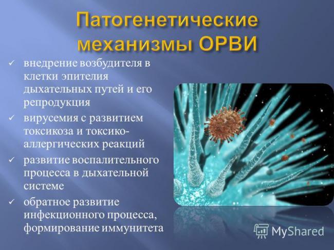 Как размножаются вирусы: особенности и этапы